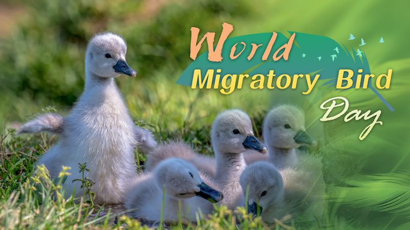 Feathered Nomads: Migratory Birds Light Up City Skies 🌍🕊️ Feathered Nomads: Migratory Birds Light Up City Skies 🌍🕊️