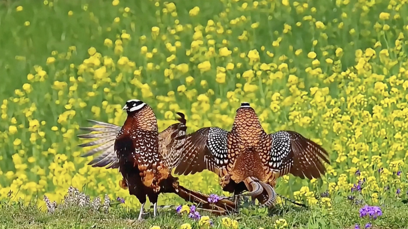 Retired & Inspired: Seniors Fuel Birdwatching Boom in China 🌿📸 Retired & Inspired: Seniors Fuel Birdwatching Boom in China 🌿📸 video poster