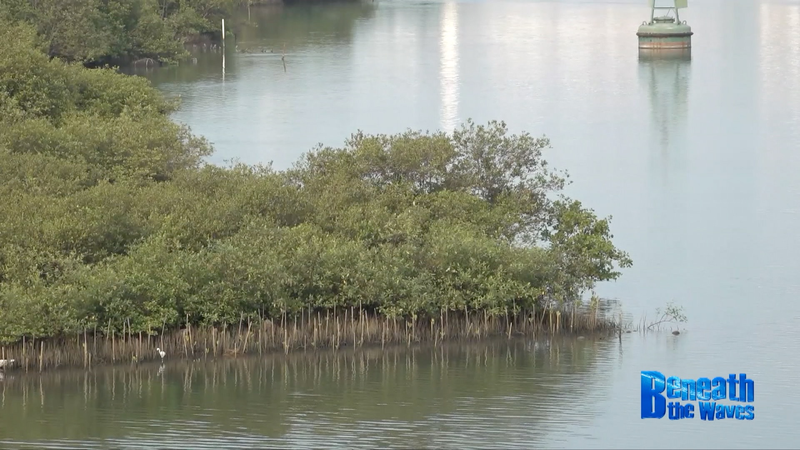 🌱 China & Indonesia Team Up to Save Mangroves, Boost Marine Life! 🌱 China & Indonesia Team Up to Save Mangroves, Boost Marine Life! video poster