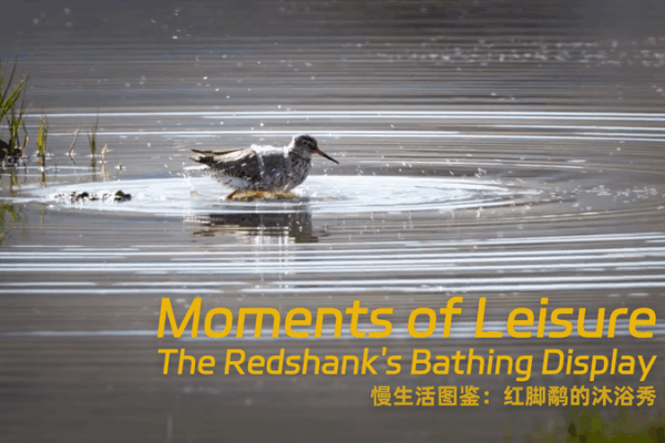 Wetland Wonders: Redshank’s Spa Day Teaches Mindfulness 🌿💦 Wetland Wonders: Redshank’s Spa Day Teaches Mindfulness 🌿💦 video poster