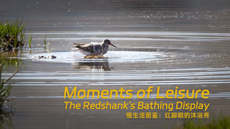 Wetland Wonders: Redshank’s Spa Day Teaches Mindfulness 🌿💦 video poster