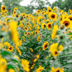B6NPDGMA53EP34N12RQ7 - 🌍NewspaperAmigo – Your Global News Buddy 🗞️ Shenzhen's Golden Sunflower Field Blooms as Summer Hotspot 🌻✨