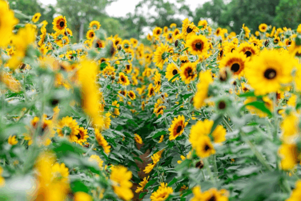 Shenzhen’s Golden Sunflower Field Blooms as Summer Hotspot 🌻✨ Shenzhen's Golden Sunflower Field Blooms as Summer Hotspot 🌻✨