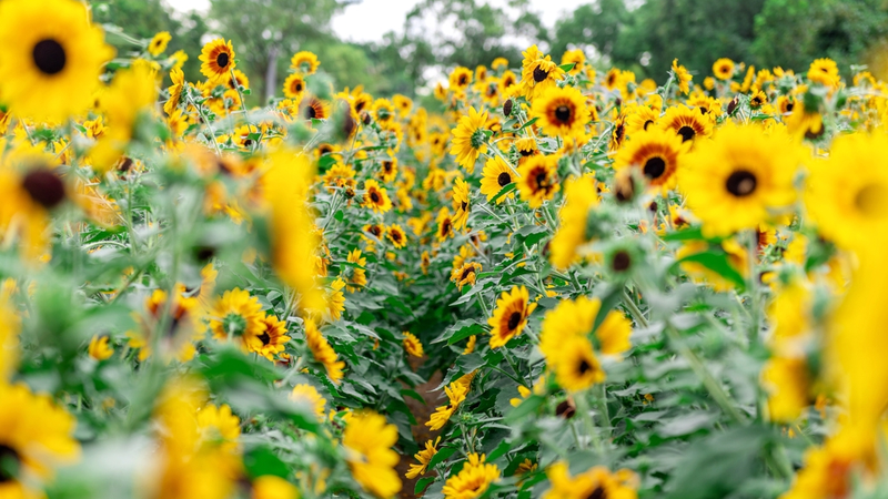 Shenzhen's Golden Sunflower Field Blooms as Summer Hotspot 🌻✨