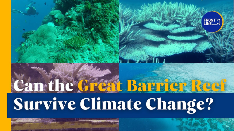 Great Barrier Reef in Crisis: Can It Beat Climate Change? 🌊🔥 video poster