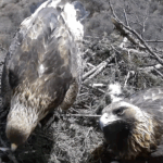 CSUENXZIGML2V1M6YPVR - 🌍NewspaperAmigo – Your Global News Buddy 🗞️ Golden Eagles' Love Nest in Gansu Captured on Camera 🦅❤️ video poster