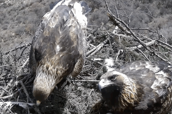 Golden Eagles’ Love Nest in Gansu Captured on Camera 🦅❤️ Golden Eagles' Love Nest in Gansu Captured on Camera 🦅❤️ video poster