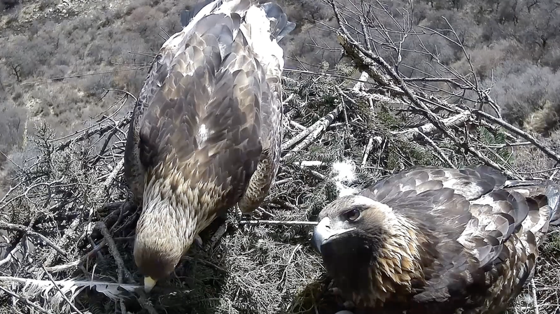 CSUENXZIGML2V1M6YPVR - 🌍NewspaperAmigo – Your Global News Buddy 🗞️ Golden Eagles' Love Nest in Gansu Captured on Camera 🦅❤️ video poster