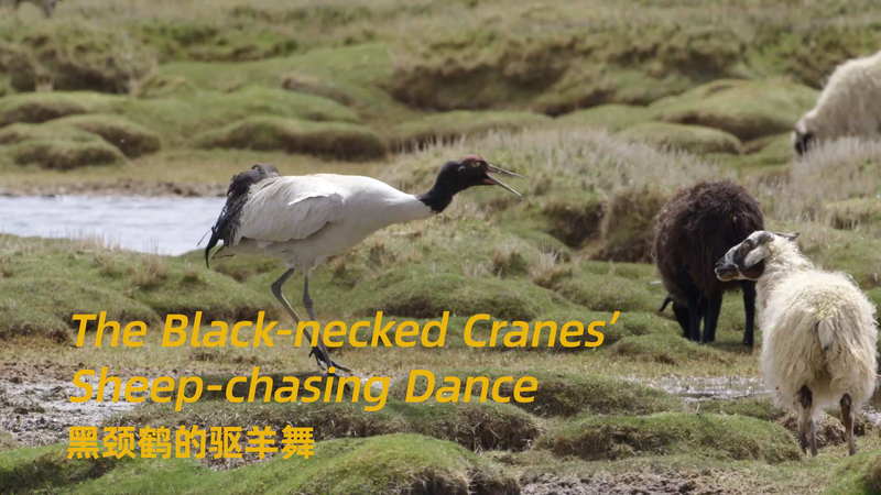 Tibetan Cranes’ Sheep-Chasing Dance Goes Viral on Biodiversity Day 🌿🕊️ Tibetan Cranes’ Sheep-Chasing Dance Goes Viral on Biodiversity Day 🌿🕊️ video poster