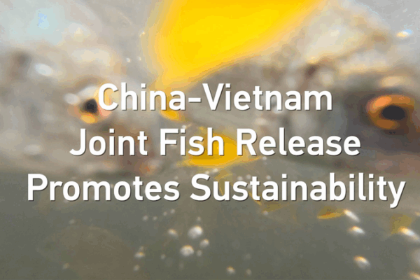 China-Vietnam Eco Push: Thousands of Fish Released to Boost Gulf Health 🐟🌊 China-Vietnam Eco Push: Thousands of Fish Released to Boost Gulf Health 🐟🌊 video poster