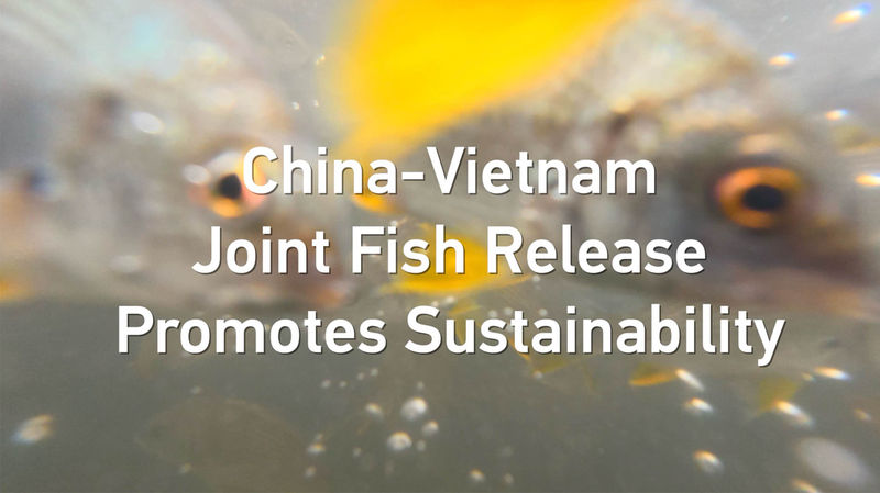 China-Vietnam Eco Push: Thousands of Fish Released to Boost Gulf Health 🐟🌊 video poster