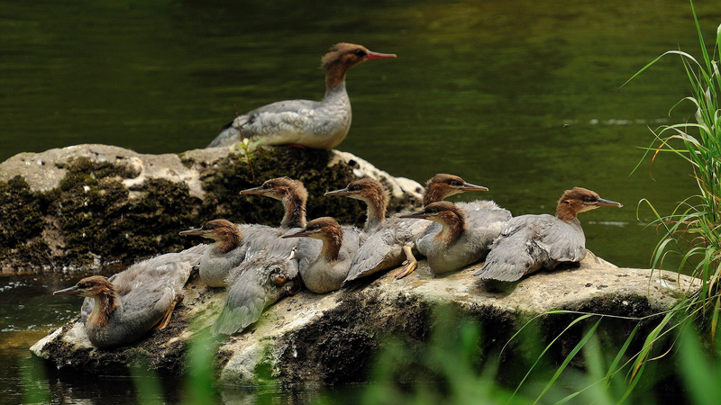 G32FY5JW3DJ0I8A15SX6 - 🌍NewspaperAmigo – Your Global News Buddy 🗞️ Rare Chinese Merganser Ducklings Hatch in Northeast China 🌱🦆 video poster
