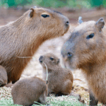 G6PIQHZB1LDXV76071AY - 🌍NewspaperAmigo – Your Global News Buddy 🗞️ Yunnan Wildlife Park's New Furry Stars Shine During Holiday 😍🦒🐒