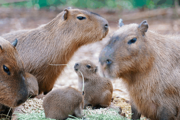 Yunnan Wildlife Park’s New Furry Stars Shine During Holiday 😍🦒🐒 Yunnan Wildlife Park's New Furry Stars Shine During Holiday 😍🦒🐒