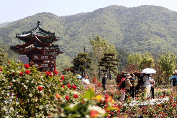 🌹 AI Meets Roses: Beijing’s Tech-Bloom Revives Tourism 🌹 AI Meets Roses: Beijing's Tech-Bloom Revives Tourism