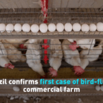 Brazil's Poultry Industry Hit by First Bird Flu Outbreak 🐔🔥 video poster