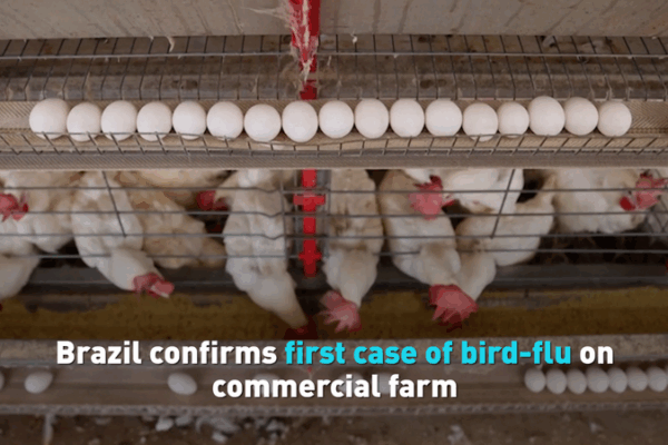 Brazil’s Poultry Industry Hit by First Bird Flu Outbreak 🐔🔥 Brazil's Poultry Industry Hit by First Bird Flu Outbreak 🐔🔥 video poster