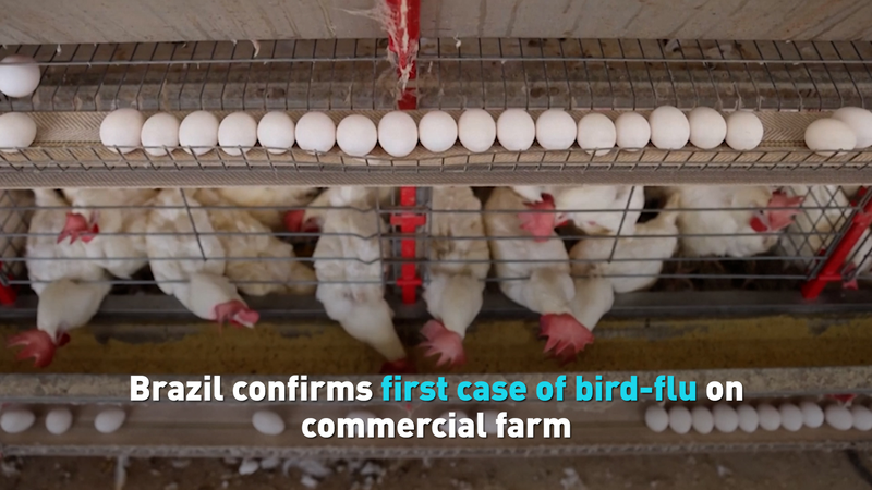 Brazil's Poultry Industry Hit by First Bird Flu Outbreak 🐔🔥 video poster