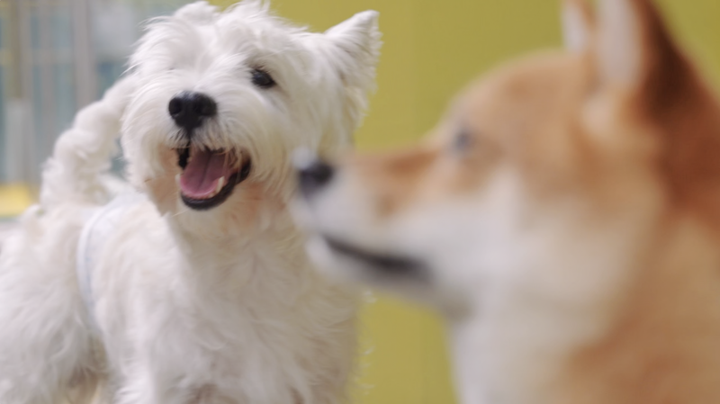 Gen Z Entrepreneurs Redefine China’s Pet Economy With Innovation 🐾 Gen Z Entrepreneurs Redefine China’s Pet Economy With Innovation 🐾 video poster
