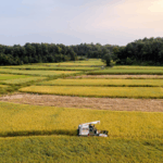 IYRWX992D9DKR3V3V526 - 🌍NewspaperAmigo – Your Global News Buddy 🗞️ Chinese Scientists Crack Code for Heat-Proof Rice 🌾🔥