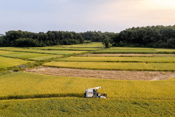 Chinese Scientists Crack Code for Heat-Proof Rice 🌾🔥 Chinese Scientists Crack Code for Heat-Proof Rice 🌾🔥