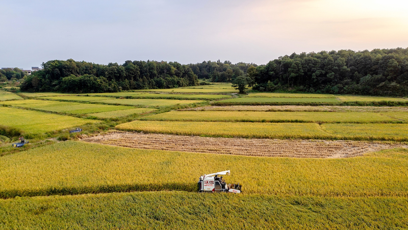 Chinese Scientists Crack Code for Heat-Proof Rice 🌾🔥