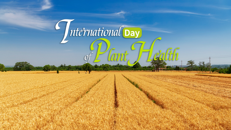 ๐ฑ Why Healthy Plants are the Real MVPs of Our Planet ๐ฑ Why Healthy Plants are the Real MVPs of Our Planet