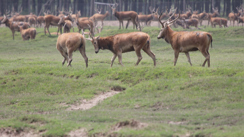 🦌 King of the Stags: Dongting Lake’s Wild Deer Battles Live! video poster