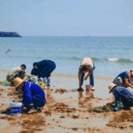 JSLTLJT095RPIZJQBIJC - 🌍NewspaperAmigo – Your Global News Buddy 🗞️ Rizhao's Clam-Digging Frenzy Lures Beach Explorers 🏖️🌊