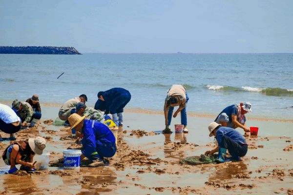 Rizhao’s Clam-Digging Frenzy Lures Beach Explorers 🏖️🌊 Rizhao's Clam-Digging Frenzy Lures Beach Explorers 🏖️🌊