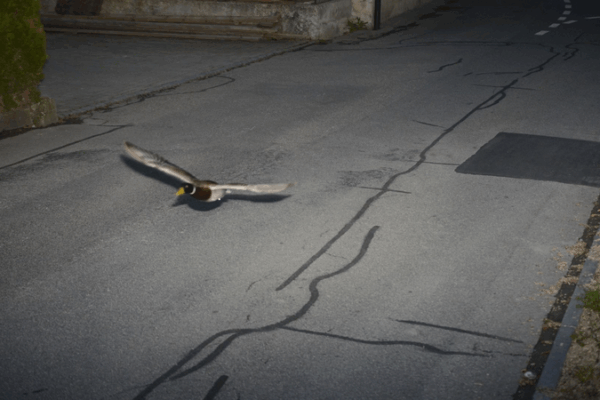 🚨 Quacker of the Week: Swiss Speed Camera Busts Duck Flying at 52km/h! 🦆 🚨 Quacker of the Week: Swiss Speed Camera Busts Duck Flying at 52km/h! 🦆