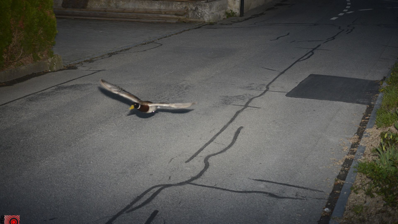 K0Y5EYZTN0YW0D9W9SUD - 🌍NewspaperAmigo – Your Global News Buddy 🗞️ 🚨 Quacker of the Week: Swiss Speed Camera Busts Duck Flying at 52km/h! 🦆