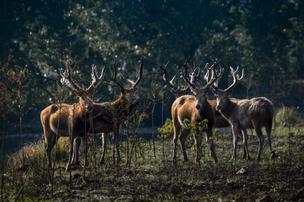 🦌 Clash of the Stags: Endangered Milu Deer Battle for Survival in China’s Dongting Lake 🌿 🦌 Clash of the Stags: Endangered Milu Deer Battle for Survival in China’s Dongting Lake 🌿 video poster