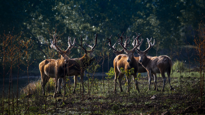 K2DUD4D3UBIRB14H5U78 - 🌍NewspaperAmigo – Your Global News Buddy 🗞️ 🦌 Clash of the Stags: Endangered Milu Deer Battle for Survival in China’s Dongting Lake 🌿 video poster