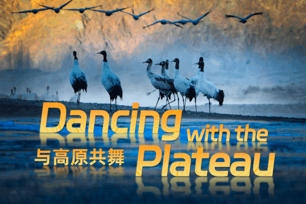 Celebrity Cranes Defy Odds to Become Parents in Xizang 🐣❤️ Celebrity Cranes Defy Odds to Become Parents in Xizang 🐣❤️ video poster