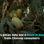 LFJWPRW4WKHD9O88K7ZA - 🌍NewspaperAmigo – Your Global News Buddy 🗞️ Peru's Pecans Crush It in China's Snack Market 🌰🚀 video poster