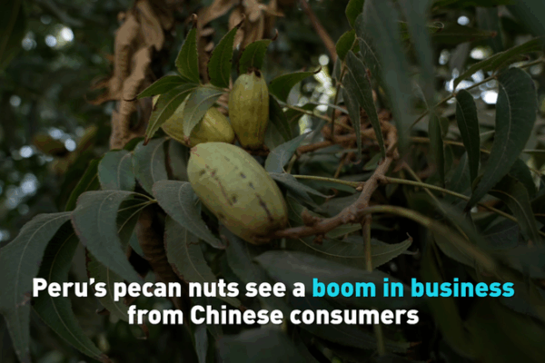 Peru’s Pecans Crush It in China’s Snack Market ๐ฐ๐ Peru's Pecans Crush It in China's Snack Market ๐ฐ๐ video poster