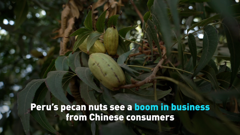 LFJWPRW4WKHD9O88K7ZA - 🌍NewspaperAmigo – Your Global News Buddy 🗞️ Peru's Pecans Crush It in China's Snack Market 🌰🚀 video poster