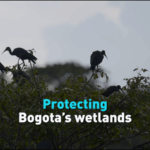 LS8BG67MSRQMC6QZJ9SB - 🌍NewspaperAmigo – Your Global News Buddy 🗞️ Bogota’s Wetlands: A Lifeline in Crisis 🌱💧 video poster