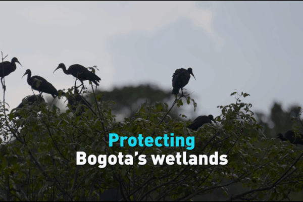 Bogota’s Wetlands: A Lifeline in Crisis 🌱💧 Bogota’s Wetlands: A Lifeline in Crisis 🌱💧 video poster