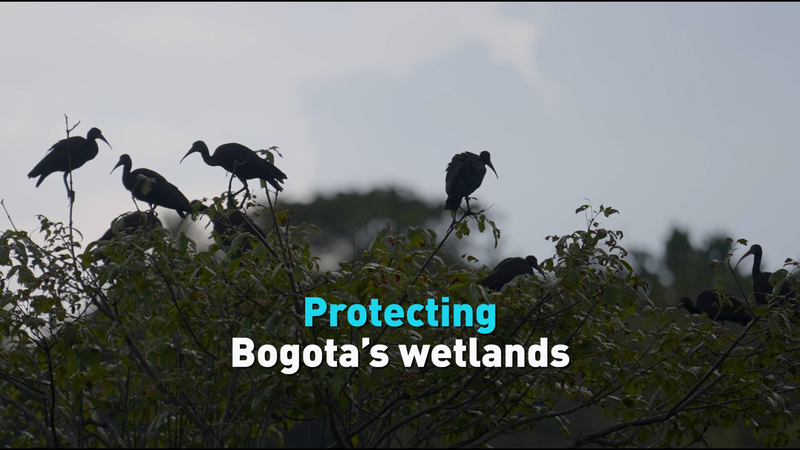 Bogota’s Wetlands: A Lifeline in Crisis 🌱💧 video poster