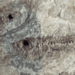 MABEWIJKQY7DK9HUPG8S - 🌍NewspaperAmigo – Your Global News Buddy 🗞️ 🔍 400-Million-Year-Old Fish Mystery Solved by Scientists 🐟