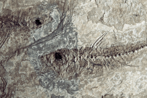 🔍 400-Million-Year-Old Fish Mystery Solved by Scientists 🐟 🔍 400-Million-Year-Old Fish Mystery Solved by Scientists 🐟