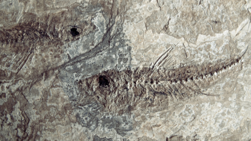 🔍 400-Million-Year-Old Fish Mystery Solved by Scientists 🐟