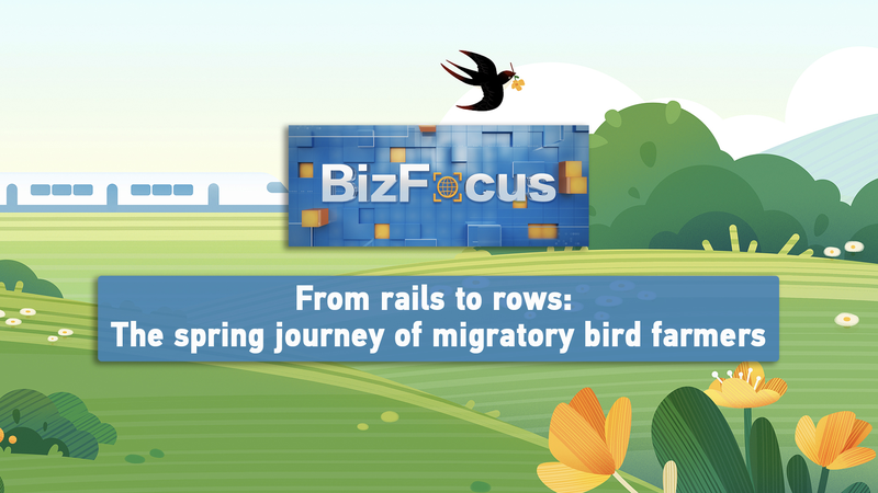 From Rails to Rice Fields: Migrant Farmers’ Spring Sprint 🌾🚂 video poster