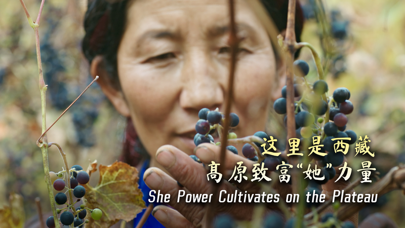 🍇🌟 ‘She Power’ Blossoms on Tibet’s Plateau: How Women Are Redefining Rural Success 🍇🌟 ‘She Power’ Blossoms on Tibet’s Plateau: How Women Are Redefining Rural Success video poster