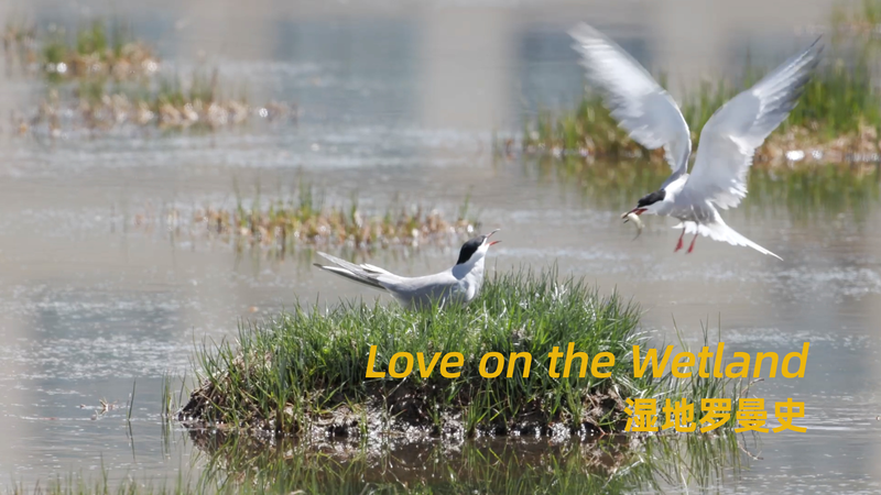 Love & Survival: The Tern’s Tale of Wetland Drama 🌿💘 Love & Survival: The Tern’s Tale of Wetland Drama 🌿💘 video poster