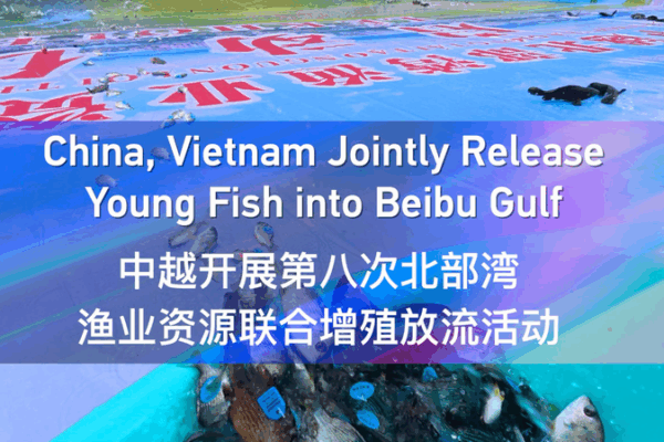 🌊🐟 China & Vietnam Team Up to Restock Beibu Gulf Fisheries! video poster