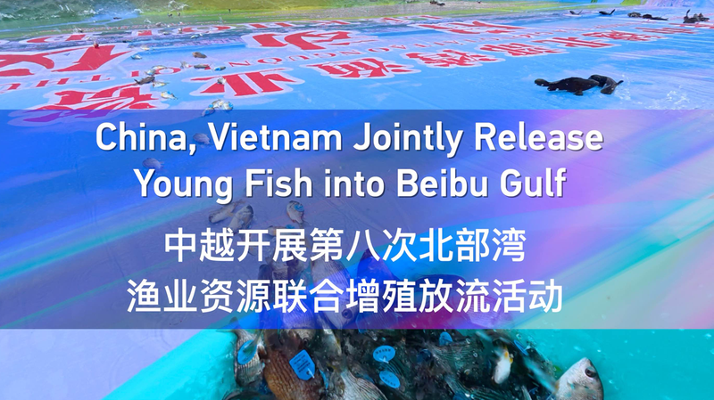 🌊🐟 China & Vietnam Team Up to Restock Beibu Gulf Fisheries! video poster