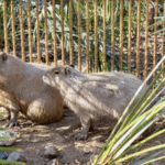 Q3KLVCQK2N0OZIEHRY8V - 🌍NewspaperAmigo – Your Global News Buddy 🗞️ Capybara Caper: Zoo Offers Free Tickets for Fugitive Rodent 🐾